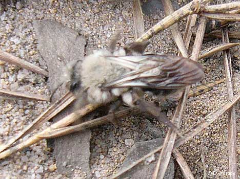 Andrena sp. 