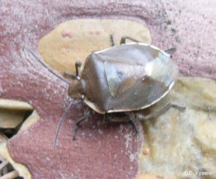 Piezodorus lituratus F.