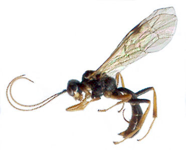 Kristotomus ridibundus (Gravenhorst, 1820)